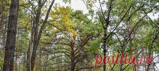 Центр охраны природы «Зейский» в Приамурье работает с 2010 года – но только сейчас он получил гордый статус природного парка 🌲 Помогли в Амурском филиале WWF – и теперь надеются, что осиротевшим и лосятам, кабанятам и другим детёнышам найдется пристанище. А ещё под охраной окажутся сосново-дубовые леса.