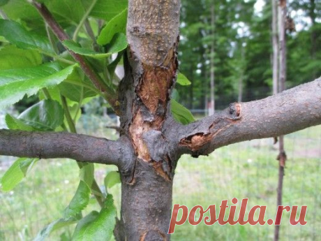 Защита яблони от бактериальной инфекции

Наиболее распространенными бактериальными инфекциями являются: бактериальный ожог, рак бактериальный корневой, бактериальный некроз, бактериальная пятнистость.