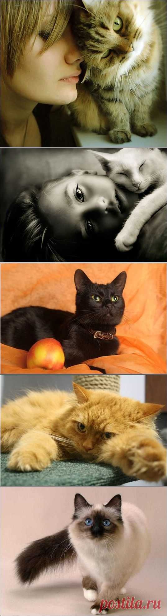 Шестое кошачье чувство