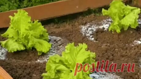 Идеи для дачи