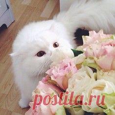 Самый прелестный котик с маленькими клыками / Surfingbird знает всё, что ты любишь