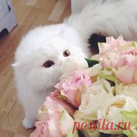 Самый прелестный котик с маленькими клыками / Surfingbird знает всё, что ты любишь