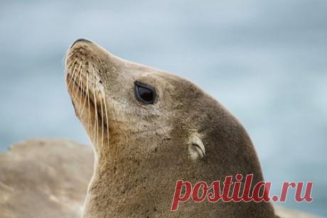 Морской слон по имени Нил стал звездой города и ушел в тень. Морской слон по имени Нил из Австралии стал звездой социальных сетей, но был вынужден уйти в тень. 600-килограммовый Нил стал знаменитым после того, как обосновался на побережье города Дуналли в Тасмании. У него даже появилась страница в соцсетях, но недавно там перестали публиковать информацию о его местонахождении.