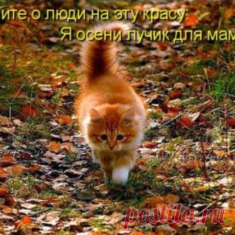 Осенние котики - море позитива! Приморская осень - красивейшие места Дальнего Востока