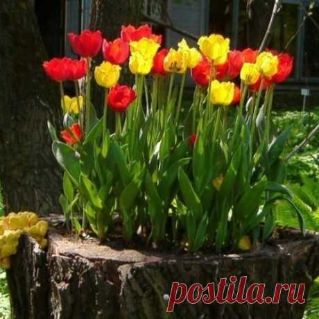 Тюльпаны и пень