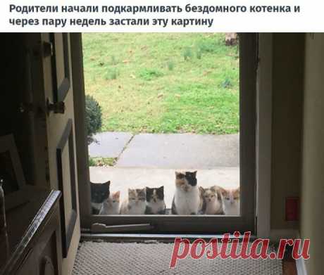 Cлучаи, когда люди думали, что у них нет кота.
