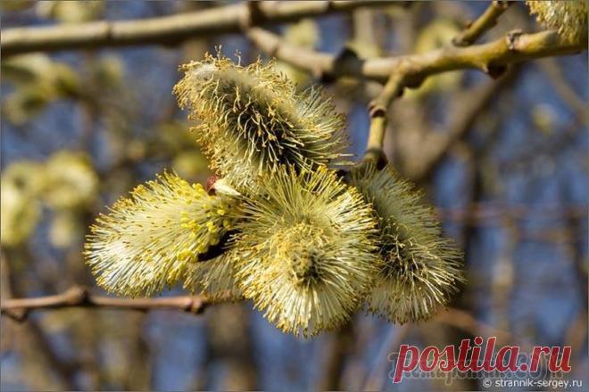 Апрель землю красит