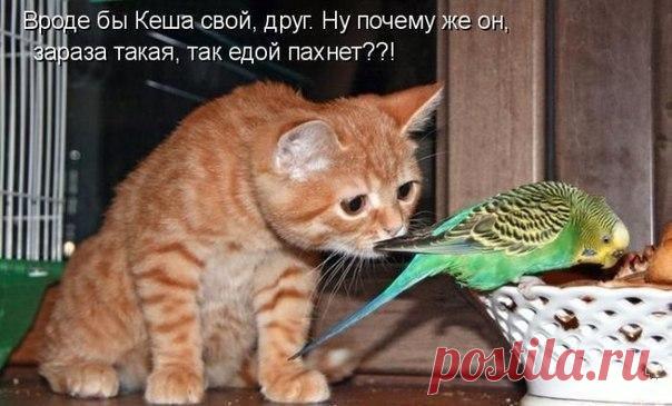 люблю домашних животных )) 
заходи на мой сайт