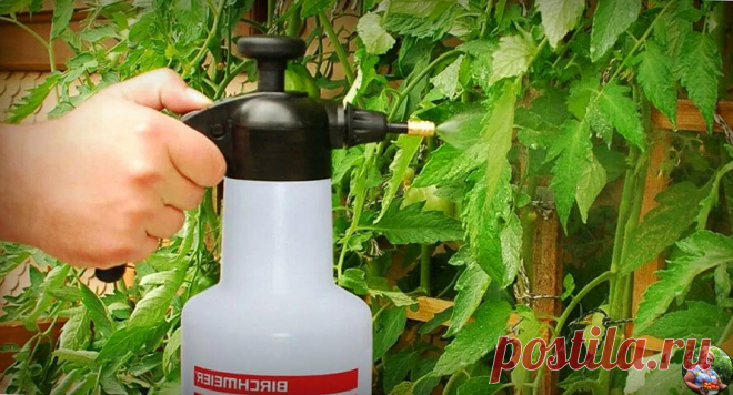 Вся тля осыпается после одной простой обработки и не появляется весь сезон. В этом помогает копеечное средство. Делюсь способом | Огород от А до Я l Блог Светланы | Яндекс Дзен