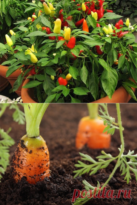 12 овощей, которые легко вырастить дома