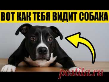 Твоя Собака НЕ ДУМАЕТ, Что Ты Человек – правда шокирует!