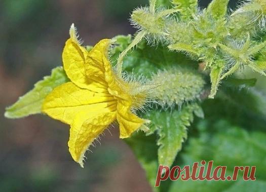 Почему желтеют завязи огурцов 

1. Растения не пасынкуются

Нужно вовремя убирать всё, что пытается расти из пазух первых трех-пяти листьев, а все пасынки, которые образуются выше, прищипывать над вторым листом. Многие садоводы боятся пасынкования, ошибочно считая, что эта процедура снизит урожай. Тем не менее, делать это надо обязательно и безжалостно.

2. Растения посажены слишком густо

Им не хватает площади питания, поэтому они не могут выкормить свои многочисленные за...