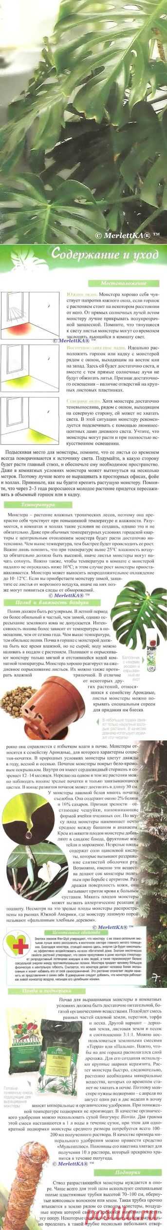 Все о монстере ...