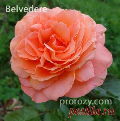 Belvedere | Сорта роз - обсуждение и фото | prorozy.com