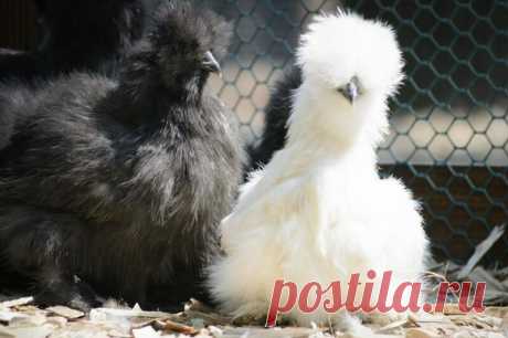 Факты о курах. Оказывается, что курицы несутся только в дневное время суток. Именно для этих целей в курятниках создают искусственное освещение.