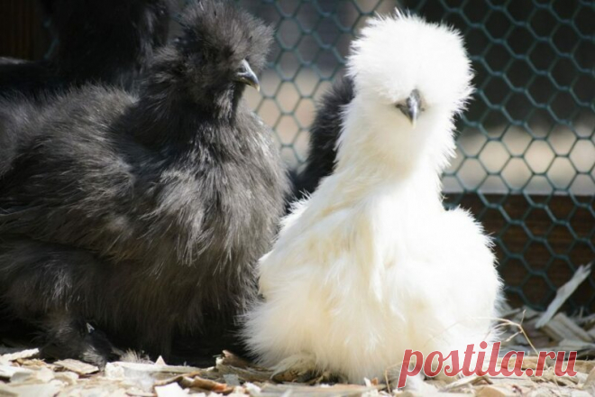 Факты о курах. Оказывается, что курицы несутся только в дневное время суток. Именно для этих целей в курятниках создают искусственное освещение.