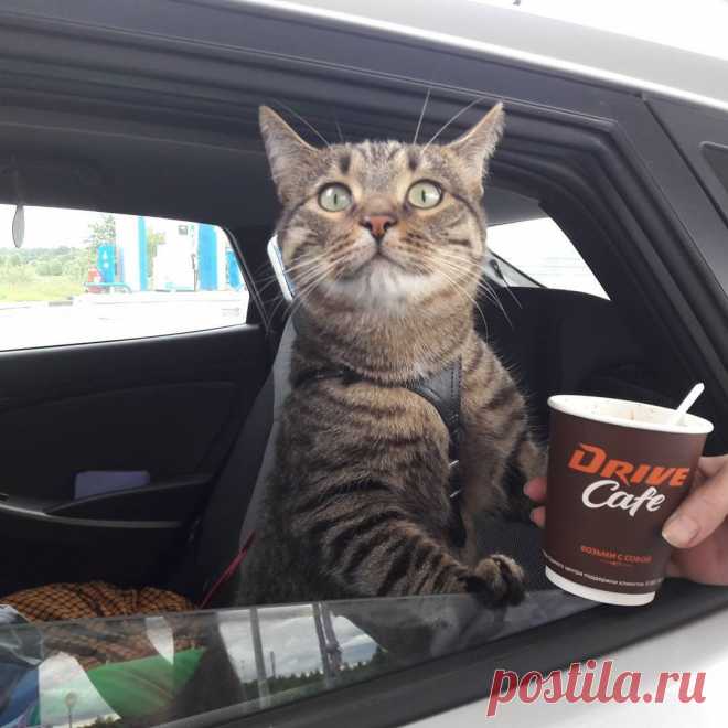Манкевич Галина (@Mankevichhh) | Твиттетттр, котик БО...