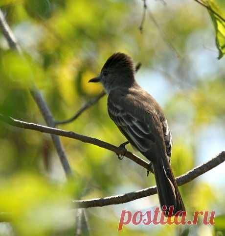 Толстоголовый желтобрюхий тиранн
Эндемик островов Испаньола и Ямайка
Stolid Flycatcher 
Myiarchus stolidus (Gosse, 1847)
26.01.2014
Dominican Republic, La Romana, Monumento Natural La Isla Catalina 
Copyright © 2014. Andrey Vlasenko