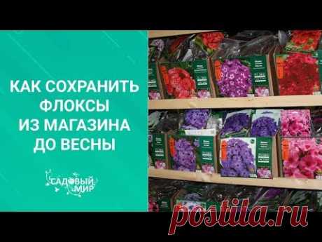 Как сохранить флоксы из магазина до весны