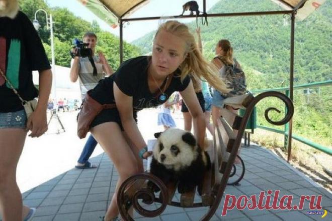 В Сочи туристам предлагают сфотографироваться с пандой | Чёрт побери