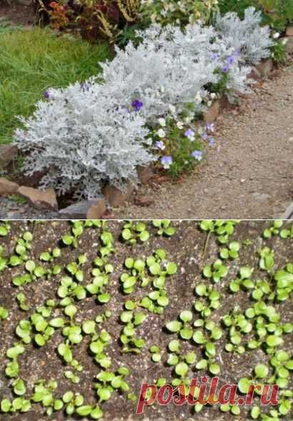 Цинерария, посадка и уход (выращивание из семян)