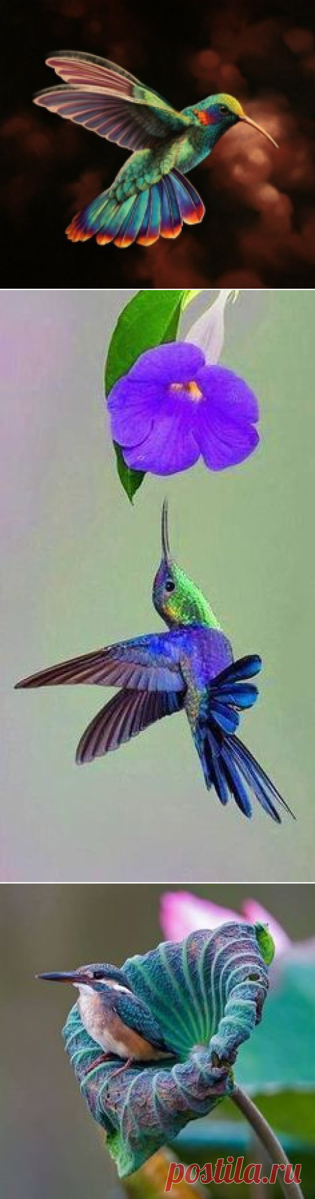 Колибри, Птицы and Красота on Pinterest