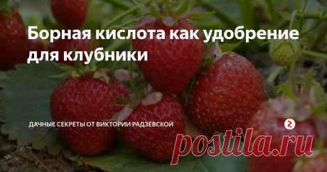 Борная кислота как удобрение для клубники Борная кислота является универсальным удобрением для растений, в том числе для клубники.