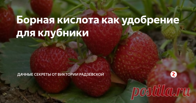 Борная кислота как удобрение для клубники Борная кислота является универсальным удобрением для растений, в том числе для клубники.
