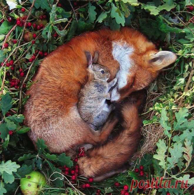 20 фотографий обнимашек во время сна из мира животных