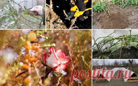 Как подготовить кусты роз к зиме, что нужно делать