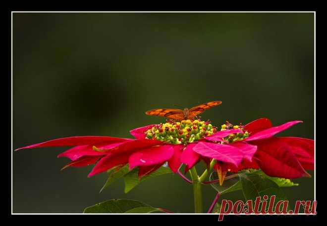 Flor de Pascua | Flickr - Photo Sharing!