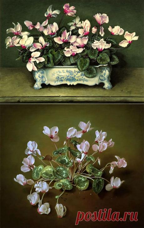 Цикламен - цветок Соломона.