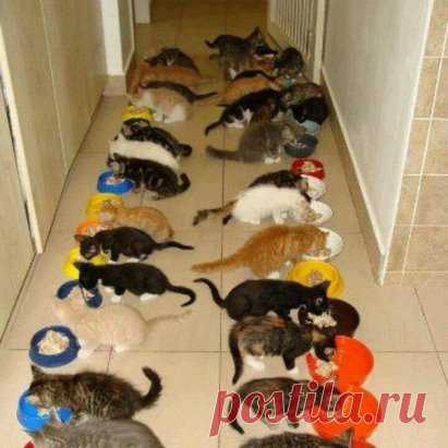 Дет. сад на обеде...😺