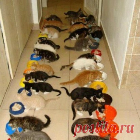 Дет. сад на обеде...😺