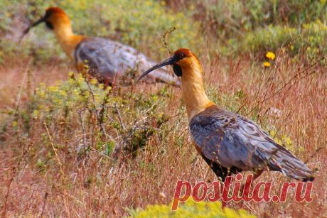 птичий рай аггельский национальный парк: 15 тыс изображений найдено в Яндекс.Картинках