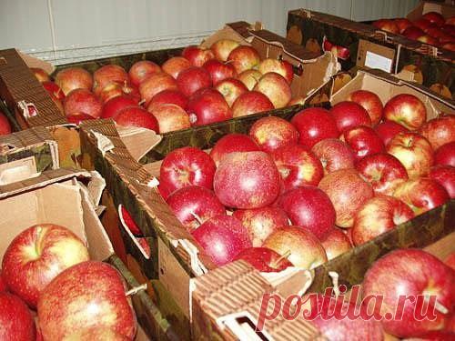 КАК СОХРАНИТЬ ЯБЛОКИ