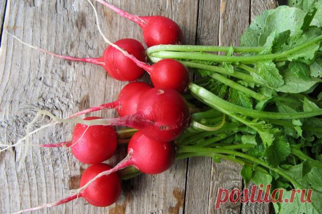 Редисочный конвейер