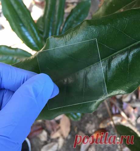 Изобретение напоминает стекло, но реализовано на основе натуральной древесины бальзы.