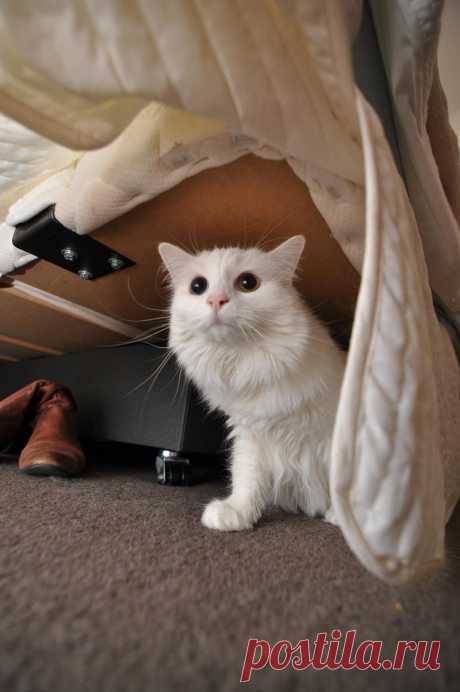 Hiding under the bed from the big bad vacuum monster. - Imgur