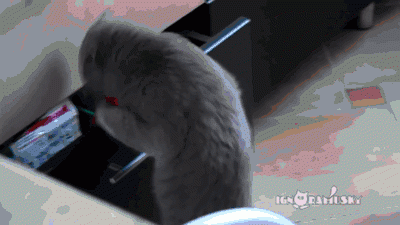 giphy.gif (400×225)