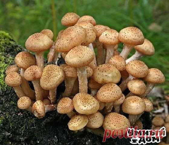 Умный дом. Полезные советы! | ВКонтакте