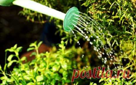 Правильный полив овощей
У правильного полива три основных условия: своевременность, регулярность, норма. Как их надо применять для разных овощей летом?
Полив огурцов сверху или в бороздку
Показать полностью…