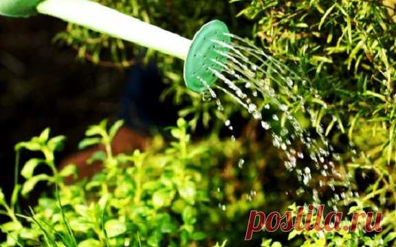 Правильный полив овощей

У правильного полива три основных условия: своевременность, регулярность, норма. Как их надо применять для разных овощей летом?

Полив огурцов сверху или в бороздку
Показать полностью…