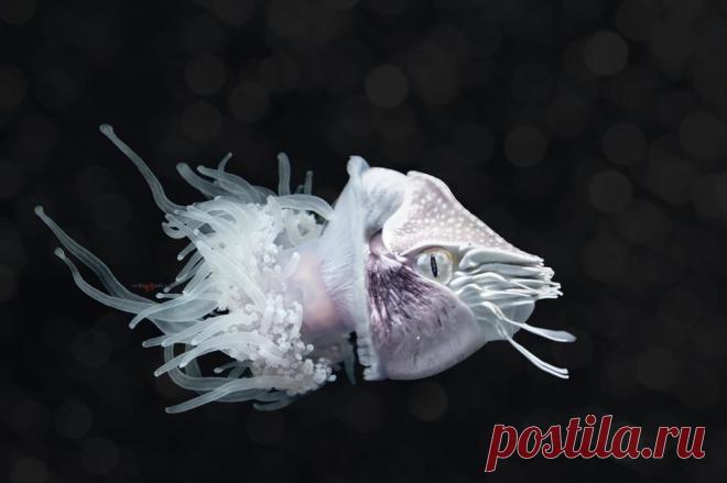 Самые необычные глубоководные животные (ТОП-15) + Фото