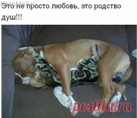 Родство душ | KotoMail.ru