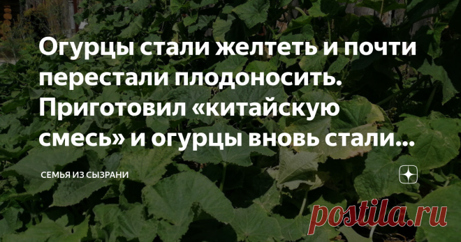 Огурцы стали желтеть и почти перестали плодоносить. Приготовил «китайскую смесь» и огурцы вновь стали давать урожай Лето 2020 удивляет. Удивляет своим не постоянством: то дожди, то адская жара, и вот наступили холодные ночи и это в середине июля, когда должно быть тепло!
Конечно, на такие капризы погоды остро реагируют абсолютно все культуры в огороде, но больше всех – огурцы.
Я уже рассказывал, как пытался спасти огурцы от жары, когда в тени было +37 жары, прочтите:
- У н...