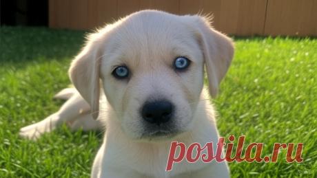 Сеанс психотерапии от Бони - OGADANIE.RU