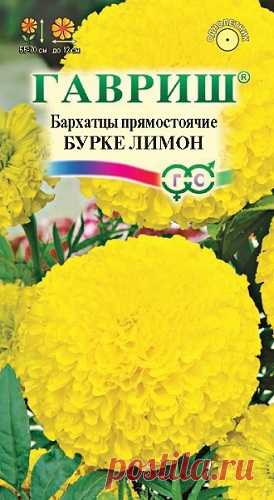 Бархатцы прямостоячие "Бурке Лимон"