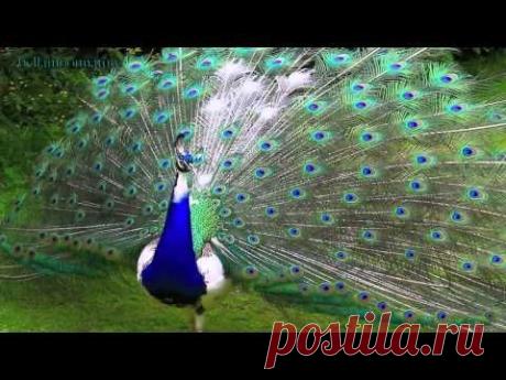 Павлины и инфразвук.