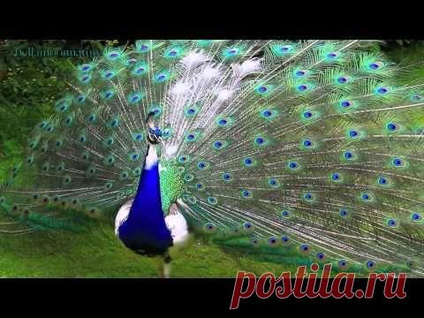 Павлины и инфразвук.